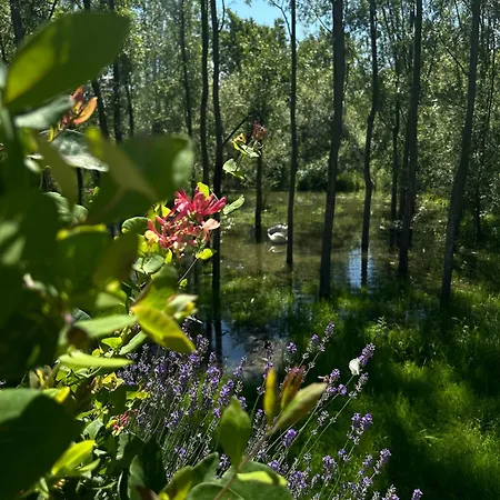 Emily's House Celarevo